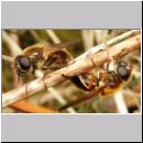 Cheilosia albipila - Weiden-Erzschwebfliege 01.jpg